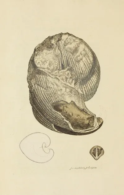 The Mineral Conchology Of Great Britain Pl 028