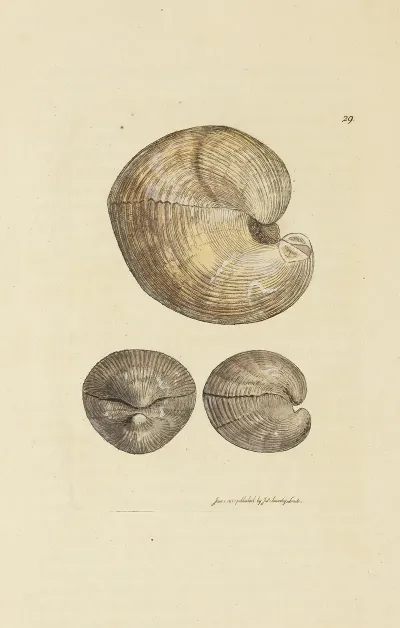 The Mineral Conchology Of Great Britain Pl 029