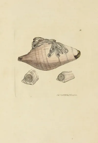The Mineral Conchology Of Great Britain Pl 030