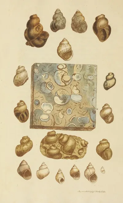 The Mineral Conchology Of Great Britain Pl 031