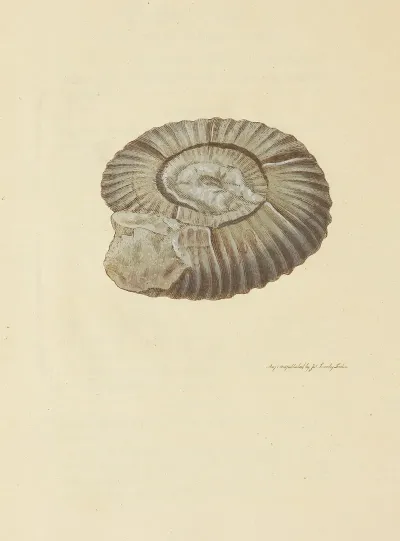 The Mineral Conchology Of Great Britain Pl 032