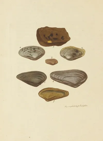 The Mineral Conchology Of Great Britain Pl 033