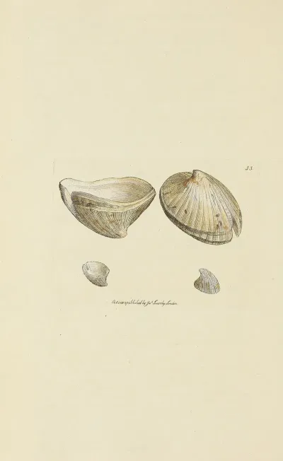 The Mineral Conchology Of Great Britain Pl 034