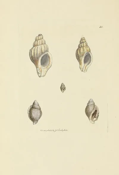 The Mineral Conchology Of Great Britain Pl 035