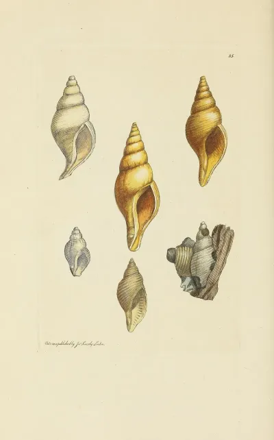 The Mineral Conchology Of Great Britain Pl 036