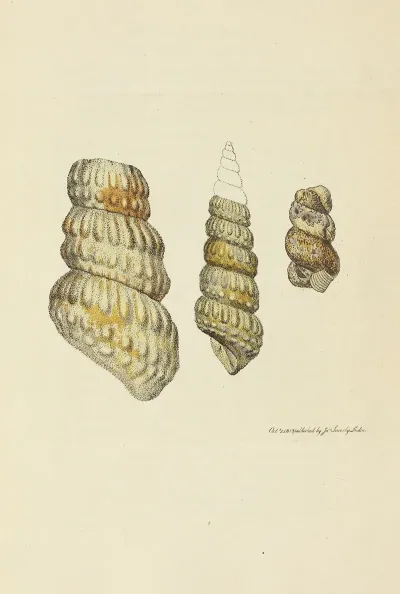 The Mineral Conchology Of Great Britain Pl 037