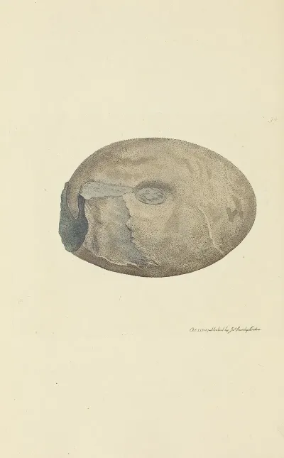 The Mineral Conchology Of Great Britain Pl 038