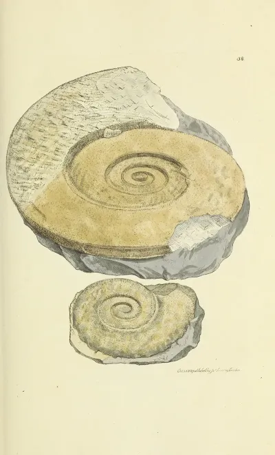The Mineral Conchology Of Great Britain Pl 039