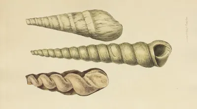 The Mineral Conchology Of Great Britain Pl 040