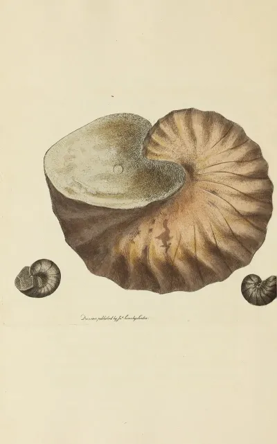 The Mineral Conchology Of Great Britain Pl 041