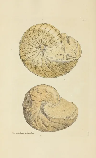 The Mineral Conchology Of Great Britain Pl 042
