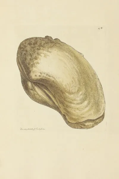 The Mineral Conchology Of Great Britain Pl 043