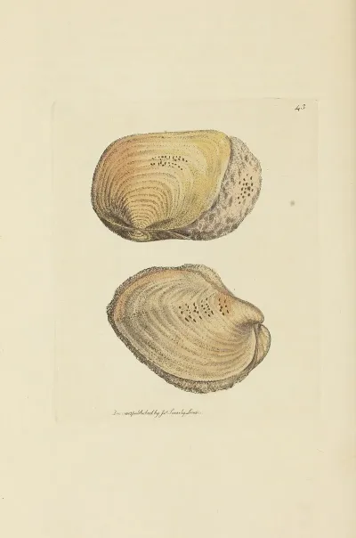 The Mineral Conchology Of Great Britain Pl 044