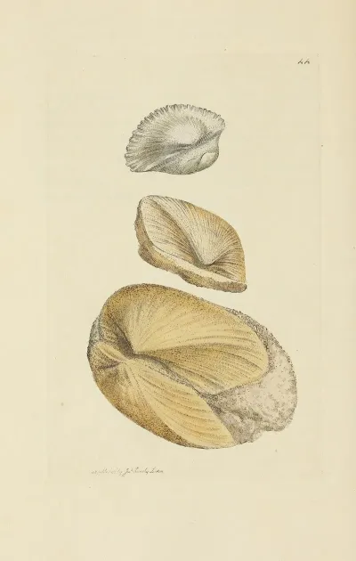 The Mineral Conchology Of Great Britain Pl 045