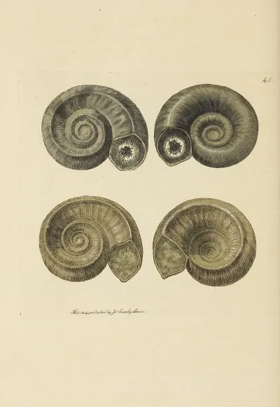 The Mineral Conchology Of Great Britain Pl 046