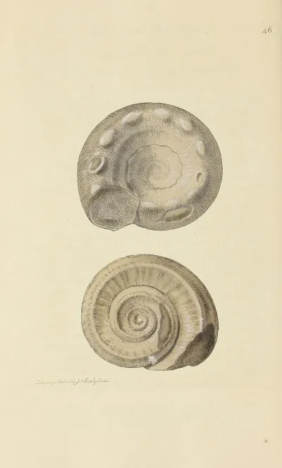 The Mineral Conchology Of Great Britain Pl 047