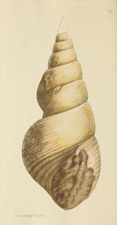 The Mineral Conchology Of Great Britain Pl 048