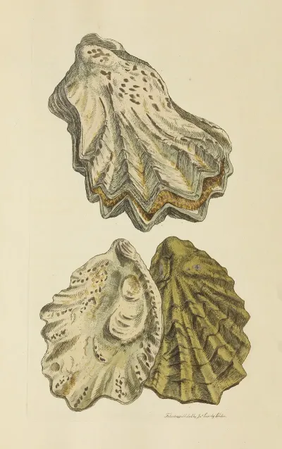 The Mineral Conchology Of Great Britain Pl 049