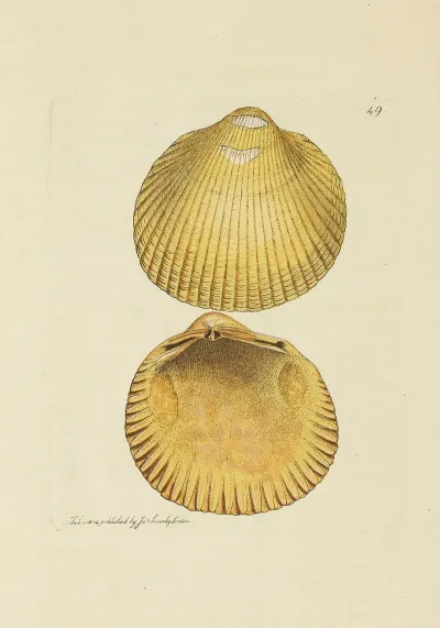 The Mineral Conchology Of Great Britain Pl 050