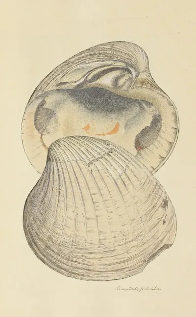 The Mineral Conchology Of Great Britain Pl 051