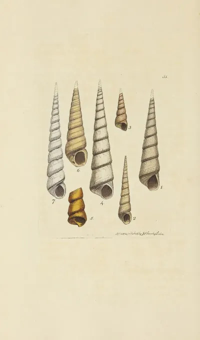 The Mineral Conchology Of Great Britain Pl 052
