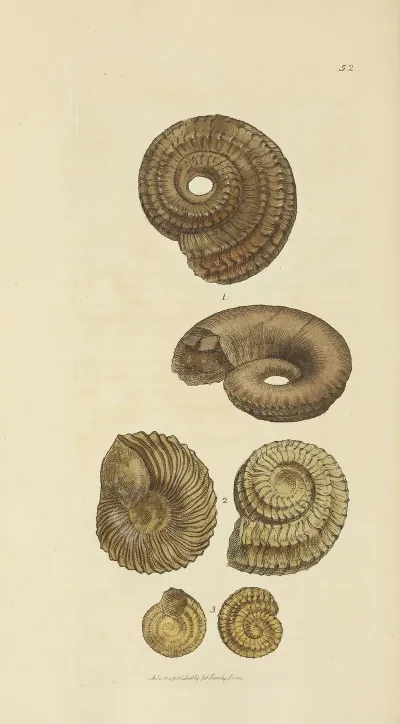 The Mineral Conchology Of Great Britain Pl 053