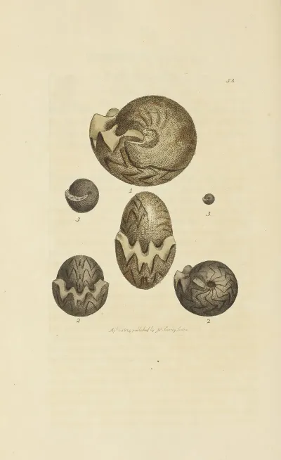 The Mineral Conchology Of Great Britain Pl 054