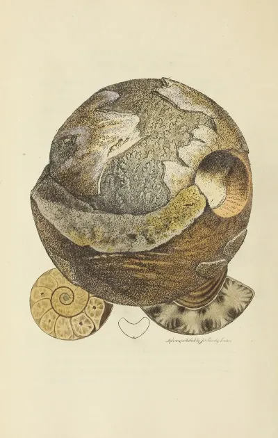 The Mineral Conchology Of Great Britain Pl 055
