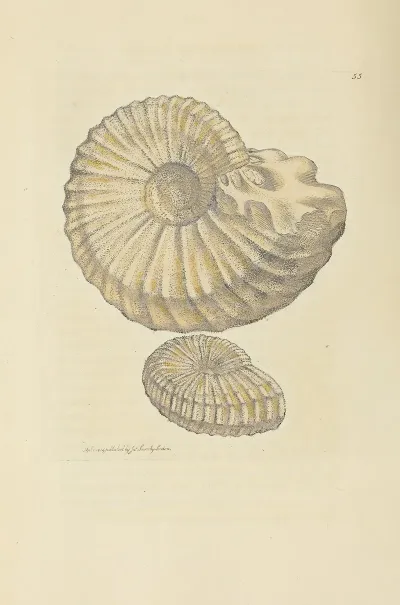 The Mineral Conchology Of Great Britain Pl 056