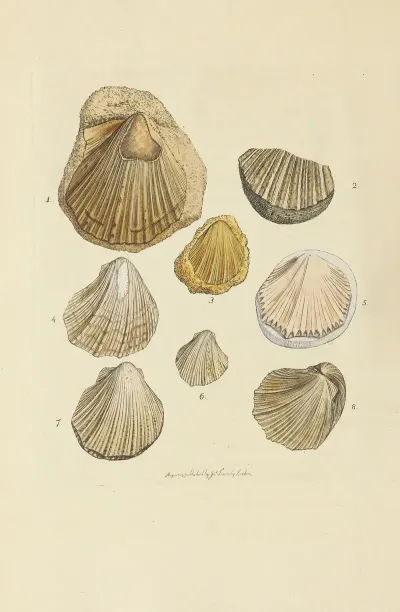 The Mineral Conchology Of Great Britain Pl 057