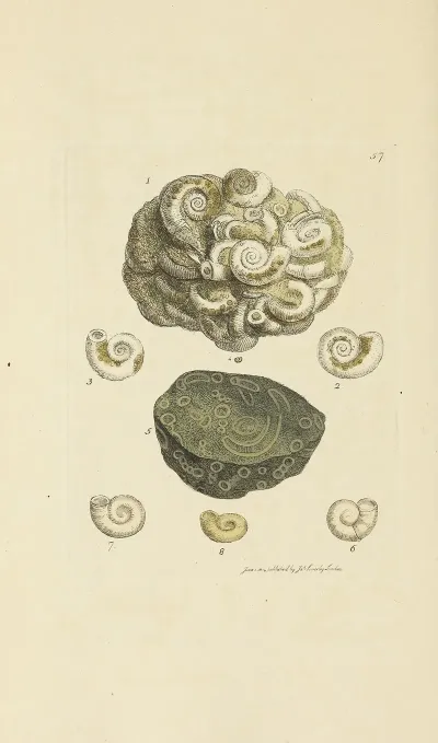 The Mineral Conchology Of Great Britain Pl 058