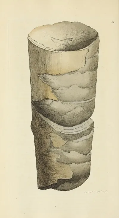 The Mineral Conchology Of Great Britain Pl 059