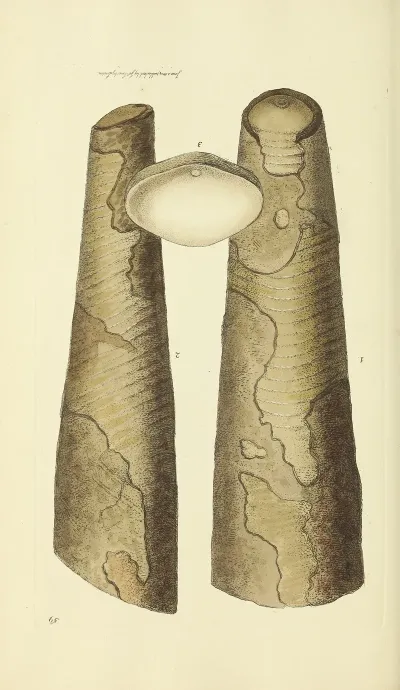 The Mineral Conchology Of Great Britain Pl 060