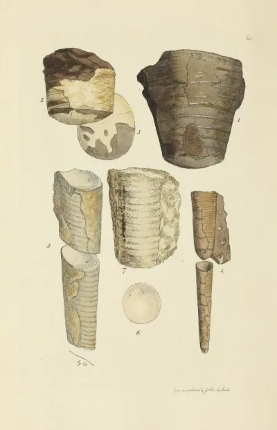 The Mineral Conchology Of Great Britain Pl 061