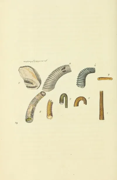 The Mineral Conchology Of Great Britain Pl 062