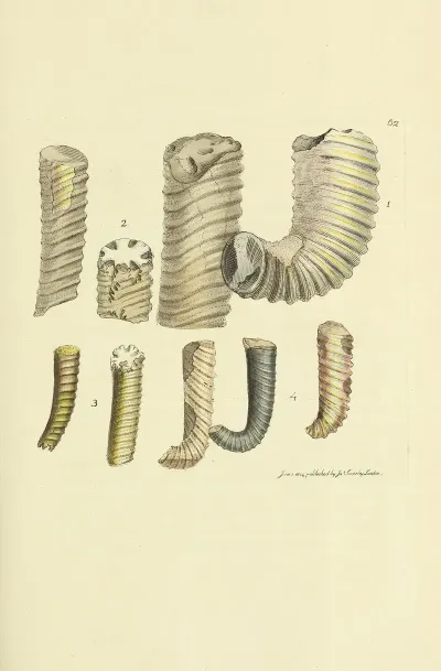 The Mineral Conchology Of Great Britain Pl 063