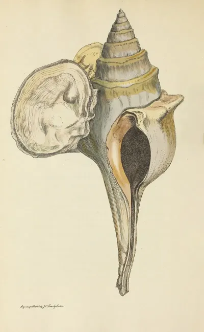The Mineral Conchology Of Great Britain Pl 064