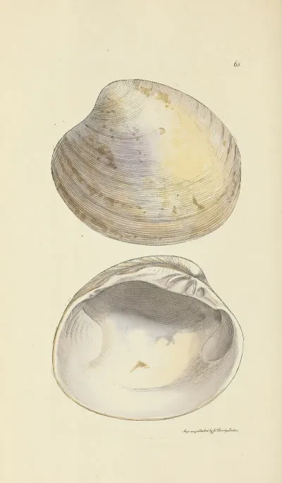 The Mineral Conchology Of Great Britain Pl 065