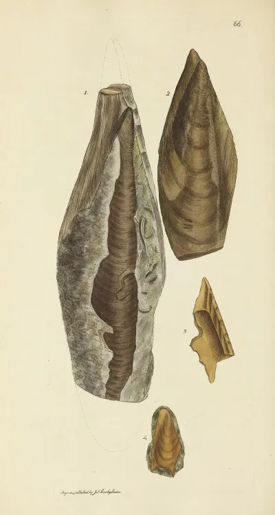 The Mineral Conchology Of Great Britain Pl 066