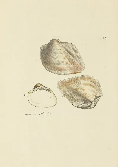The Mineral Conchology Of Great Britain Pl 067