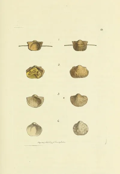 The Mineral Conchology Of Great Britain Pl 068