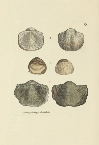 The Mineral Conchology Of Great Britain Pl 069