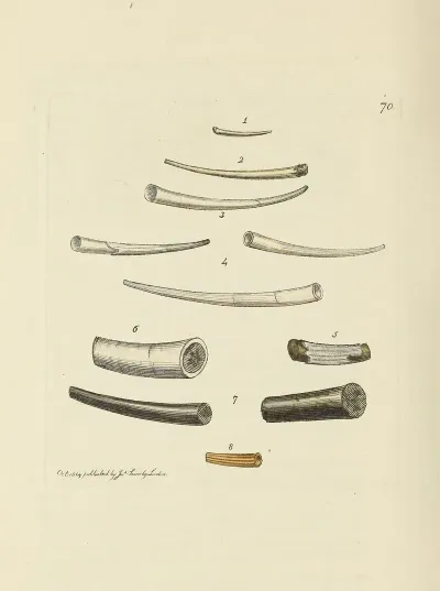 The Mineral Conchology Of Great Britain Pl 070