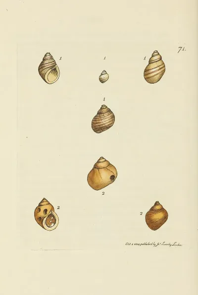 The Mineral Conchology Of Great Britain Pl 071