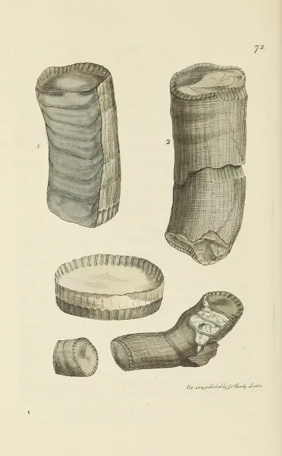The Mineral Conchology Of Great Britain Pl 072