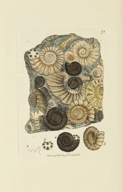 The Mineral Conchology Of Great Britain Pl 073