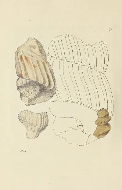 The Mineral Conchology Of Great Britain Pl 074