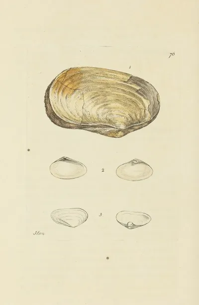 The Mineral Conchology Of Great Britain Pl 075