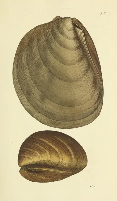 The Mineral Conchology Of Great Britain Pl 076