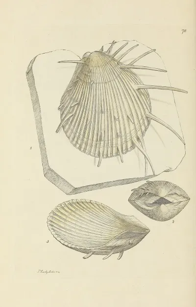 The Mineral Conchology Of Great Britain Pl 077